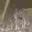 Ch904 Best Home Venetian Collection Ariella Clear Chandelier With French Cut Crystals 18 Lights 37 39