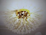 Rennnsan Shawn 5-LIGHT 20.47 In. Brass Gold Crystal Semi- Flush Mount. Fixed Price $63.96.