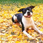 Stafford Terrier Wall Calendar 2026 Dog X 12, American. Fixed Price $15.99.