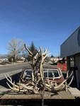 Real 5+ Elk Shed Antler Chandelier 12 Lights Rustic Lamp Deer Cabin Hunt Hanging. Fixed Price $3500.00.