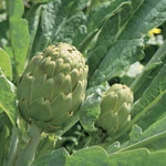 Green Globe Seeds, Heirloom, Non-gmo, French Artichoke, Free Shipping. Fixed Price $25.99.