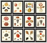 Vintage Sea Shells Print Wall Art Set Of 12 Beautiful Antique Unframed. Fixed Price $123.00.