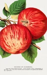 10330.DECOR Poster.room Wall Art Home Design.fruits.chef Kitchen.red Apples. Fixed Price $60.00.