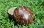 Natural Coconut Shell Bowl Eco Friendly Creative Kitchen. Fixed Price $6.00.